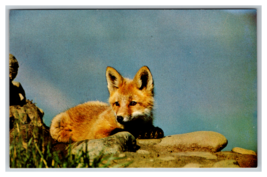 Red Fox Pup in Alaska Wilderness Portrait Postcard Unposted - $4.89