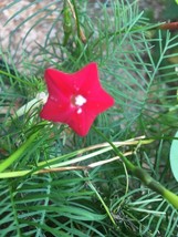 THJAR 40 Cypress Vine / Cardinal Climber RED organic crop of 2023 - $3.89