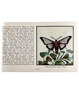 Hummingbird Clear Wing Moth 1934 Butterflies America Antique Insect Art ... - €17,17 EUR Hummingbird Clear Wing Moth 1934 Butterflies America Antique Insect Art ... - €17,17 EUR