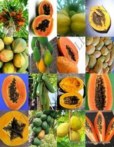 PAPAYA FRUIT MIX exotic tropical carica swe fruits rare tree plant seed 25 SEEDS - £7.18 GBP