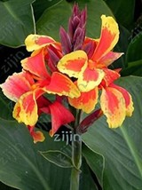 New Fresh Multi Color Perennial Canna Flower Seeds - £8.94 GBP