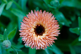 500 Triangle Flashback Marigold Seeds (Calendula Officinalis)  From US - $13.95