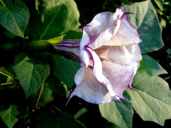 Purple W/ White Stripe Devil Trumpet - Datura Seeds Double &amp; Triple Flowers Gard - £13.50 GBP