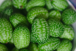 10 Seeds Cucamelon Mouse Melon Sour Gherkin Melothria Scabra - £7.66 GBP