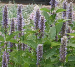 500 Purple Giant Hyssop Flower Herb Seeds Licorice Mint Fragrant Seed - £10.60 GBP