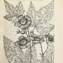 1905 Purple Flowering Raspberry Flower Print Pen &amp; Ink Lithograph Antique Art  - £13.98 GBP
