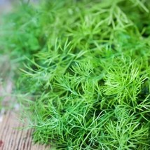 Bouquet Dill Seeds Bouquet Dill Seeds Dill Seeds Dill Seeds 250 Seeds Garden Fas - £7.96 GBP