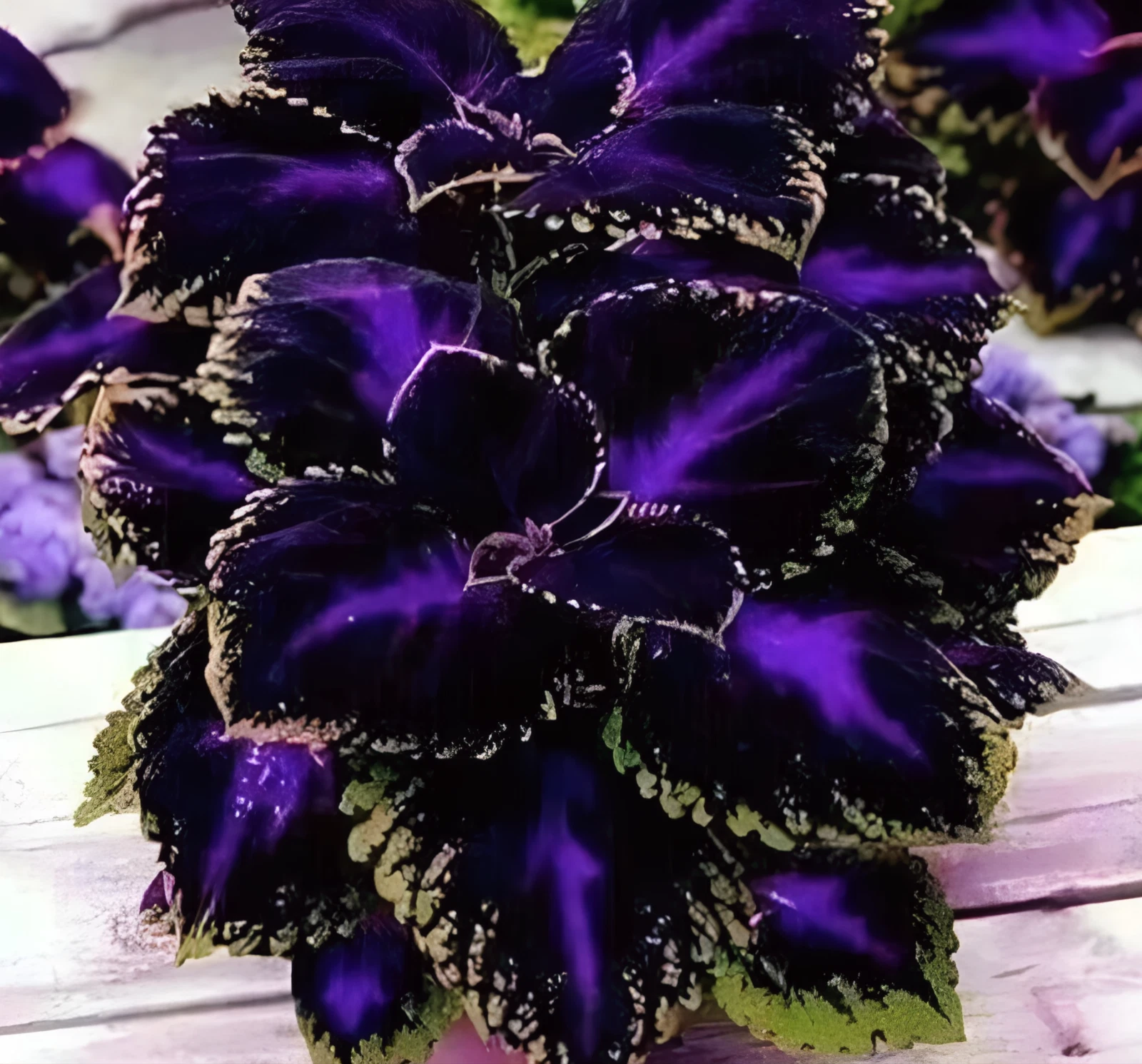 25 Black Purple Coleus Seeds for Garden - $9.00