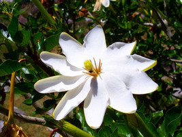 FREE SHIPPING Gardenia thunbergia Thunbergs Starry White Gardenia 5 Seeds - £14.21 GBP
