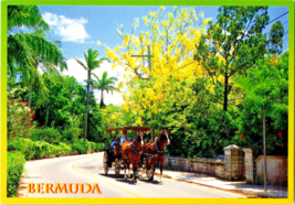 Postcard Bermuda Horse and Buggy Ride Photo Carey Maddern  6 x 4 ins. - £3.89 GBP