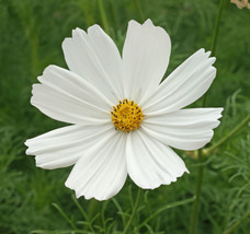 US Seller Cosmos Seeds - Purity, 100 Seeds, Heirloom, Open Pollinated - £7.29 GBP
