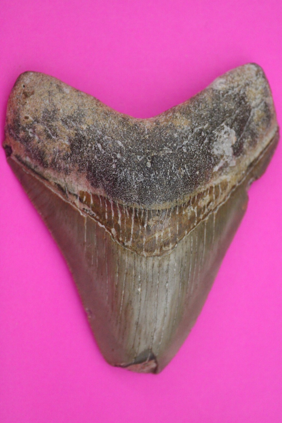 Authentic Megalodon Shark Tooth 3.58 Inches 91 Grams Fossil Dino Girl CO... - $107.99