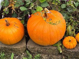 THJAR 25 Jack O Lantern Pumpkin Seeds - NON-GMO / Heirloom - - €3,07 EUR