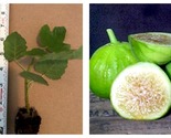 Rooted Well White Marseille Fig Tree COLD HARDY - $34.93