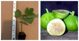 Rooted Well White Marseille Fig Tree Cold Hardy - $34.93