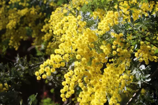 Golden Mimosa Tree 40 Seeds Acacia Baileyana Fast Growing Fast Shipping - £9.39 GBP