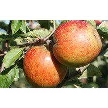25+ Margil Apple Seeds | Sweet Aromatic Heirloom Dessert Variety - $16.50