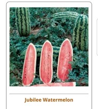 Jubilee Watermelon Seeds 25 Seeds?Usps First Clas  From US  - £6.58 GBP