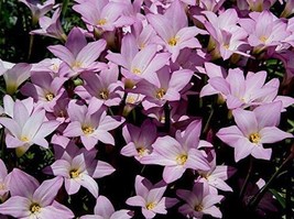 Pink Rain Lily Zephyranthes Robusta 10 Seeds New Fresh Seeds USA - £8.91 GBP