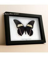 Rare Papilio Menatius Ctesiades Real Butterfly Framed Entomology Shadowbox - $59.00