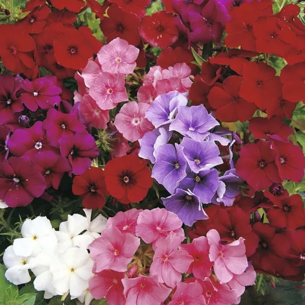 Phlox Seeds Phlox Beauty Mix 500 Seeds Fresh Garden - £12.70 GBP