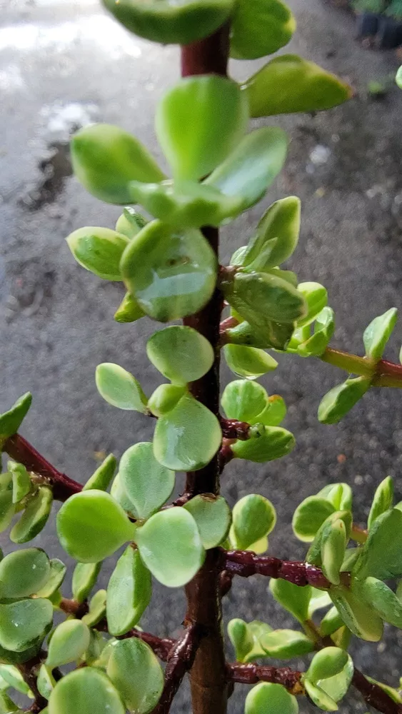 Variegated Portulacaria Afra Live Plant Elephant Bush 12 To 15&quot; In 4&quot; Pot - $38.66