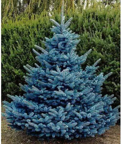 Ketere Blue Spruce Seeds For Planting 100 Pcs Seeds Colorado Blue Spruce, Pi Usa - £22.31 GBP