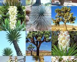 Yucca Mix Palm Tree Exotic Agave Aloe Flower Succulent Mixed Seed 15 Aut... - $13.18