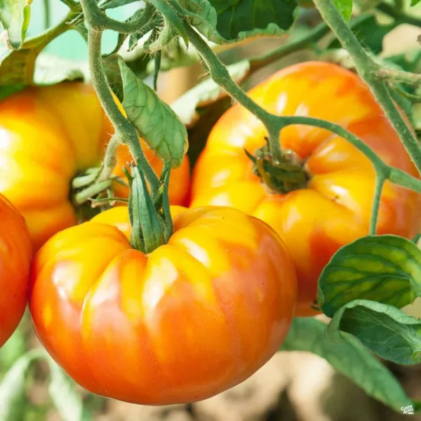 20 Pineapple Tomato Seeds Delicious Tomato Seeds Healthy Fresh - £8.65 GBP