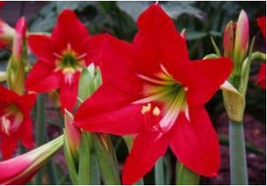 Hippeastrum Bulbs Amaryllis Barbados Lily Lily Balcony Flower 100 seeds - £5.47 GBP