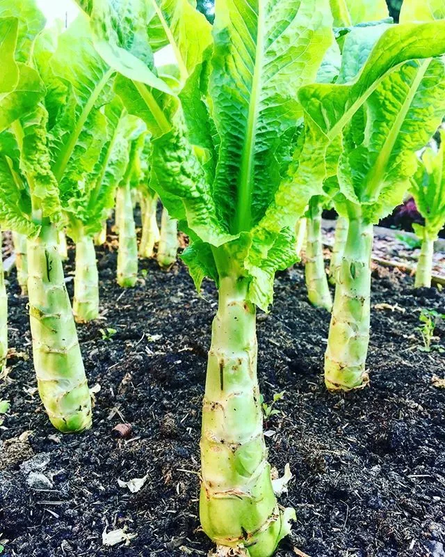 100 Chinese Lettuce Stem Seeds Asparagus Celttuce Celery Luttuce Woju Wosum USA - $8.98