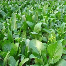 Yu Choy Sum Seeds Early Flowering Brassica Greens Fresh Fast Shipping - $3.78