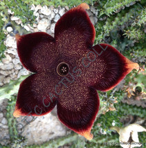 EDITHCOLEA GRANDIS,  exotic huernia rare orbea succulent stapelia seed -5 seeds - £10.26 GBP