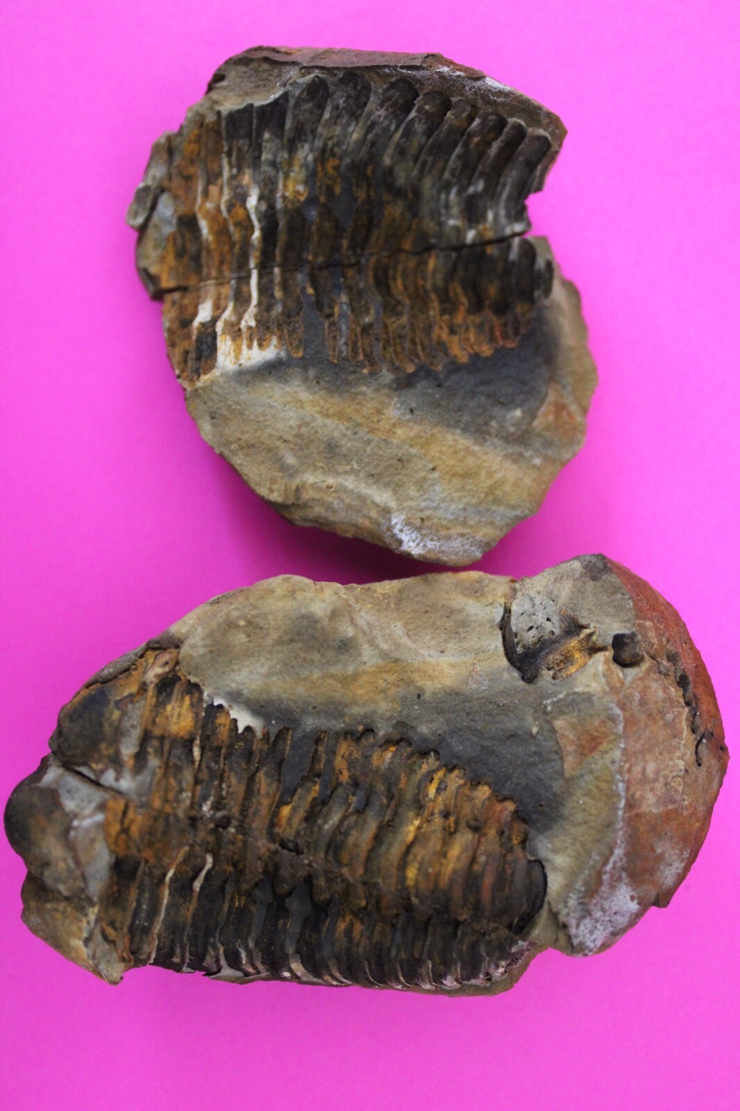 Authentic Trilobite Geode Fossil 450 Million Years Old Morroco Dino Girl... - $29.99