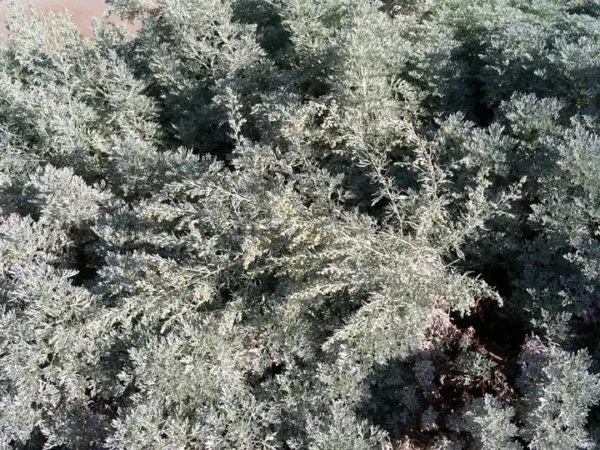 Artemisia Absinthium Absinth Or Wormwood Seeds USA Seller - £14.09 GBP