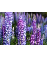 SDC 100 Perennial Lupine Blue Violet Lupinus Perennis Wild Sundial Purp ... - $15.20