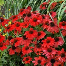 50 pcs Red Salsa Coneflower Seedss Echinacea Perennial Flowers Flower - £10.84 GBP