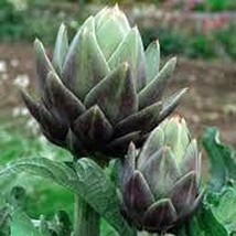 Artichoke, Green Globe, Heirloom, 50 Seeds, Large Healthy Tasty Veggie - £3.55 GBP