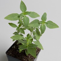 Grow In US Thai Basil Seeds Fast Delicious herb One gram 700+ seeds - £7.35 GBP