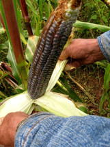 35 Giant Blue McCormack Corn seeds -1302 - £3.11 GBP