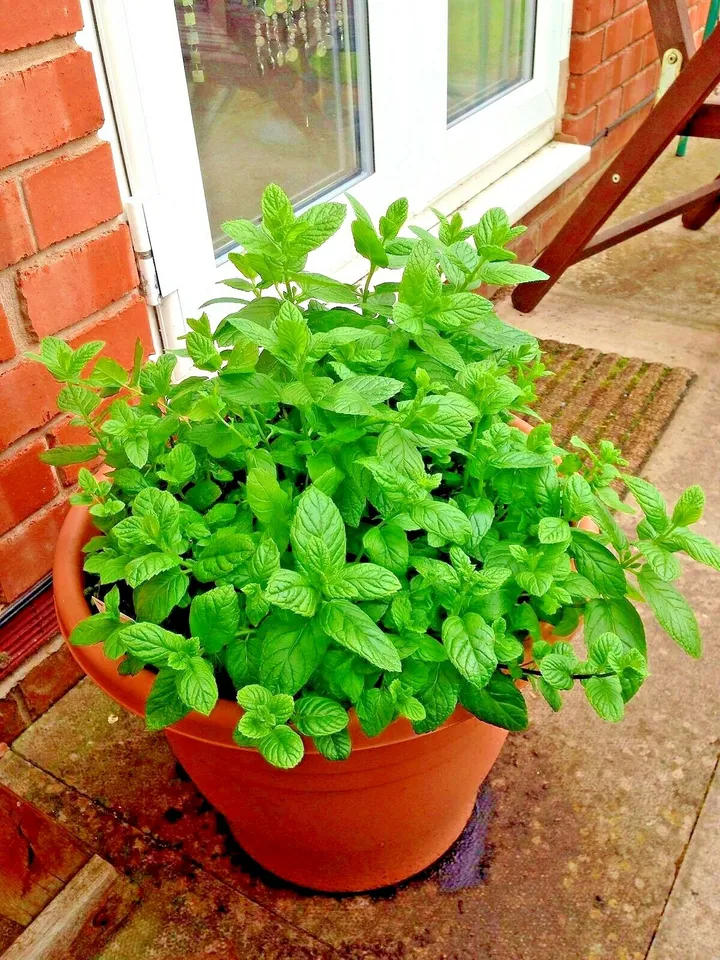 300 PEPPERMINT Seeds Teas Culinary Organic Container Garden - $4.59