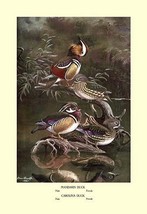 Mandarin and Carolina Ducks by Allan Brooks - Art Print - £17.39 GBP+