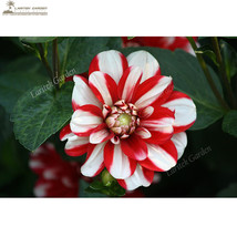 Goodidea Red White Dahlia Pinnata Flower Seeds 20+ Garden Bonsai Indoor Outdoor  - £4.33 GBP