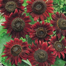 Sunflower Velvet Queen Heirloom 8” Blooms Birds &amp; Butterflies Non-Gmo 100 Seeds - £8.61 GBP
