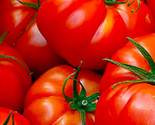 Red Beefsteak Tomato Seeds 50 Seeds Non-Gmo Fast Shipping - $7.99