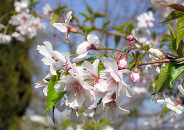 Autumnalis Flowering Cherry Tree image 1