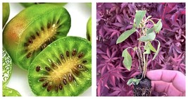 2 Kiwi Varietie vines. 1 Assai 1 Prolific . Self pollinating! - $44.93
