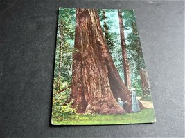 Redwood Giant, Muir Woods, California -1900s Unposted Postcard. RARE. - £7.12 GBP