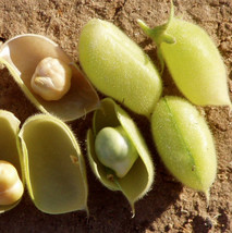 New Fresh Seeds Chickpea Marvel Garbanzo Beans Egyptian Chick Pea Indian - $9.90