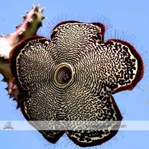 15 Seeds Edithcolea Grandis Succulent Carrion Flower T2 Beautiful Garden... - $23.90